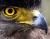 Hawkeseye